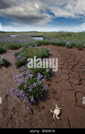 Strandflieder Limonium Vulgare und ausgetrockneten Salz Pfanne Morston Sümpfe Norfolk UK Juli Stockfoto