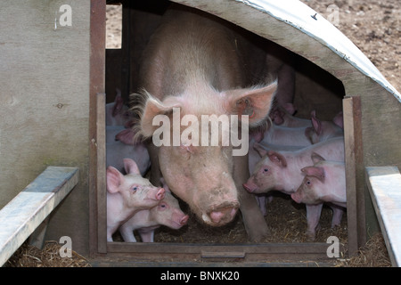 Große weiße säen & Ferkel in Freilandhaltung Arche Stockfoto