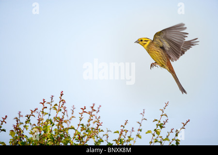 Die Goldammer wären Emberiza citrinella im Flug Stockfoto