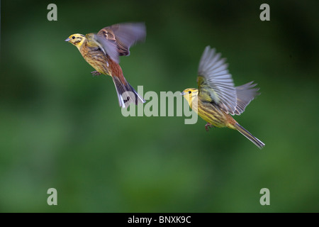 Yellowhammer Emberiza citrinella in Flugsequenz Stockfoto