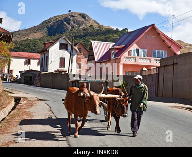 Mann mit einem Zebu-Wagen im zentralen Hochland von Madagaskar Stockfoto