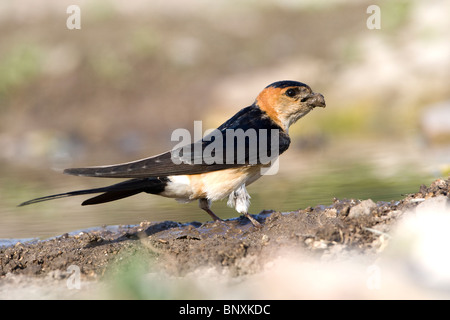 Red rumped Swallow (Hirrundo Daurica) Schlamm für den Nestbau zu sammeln Stockfoto