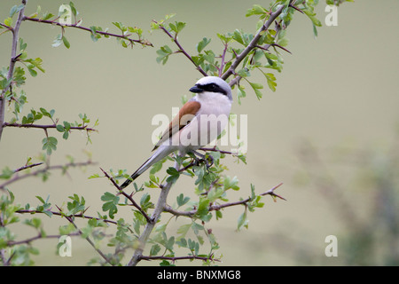 Männliche Red backed Würger (Lanius Collurio) hocken Stockfoto