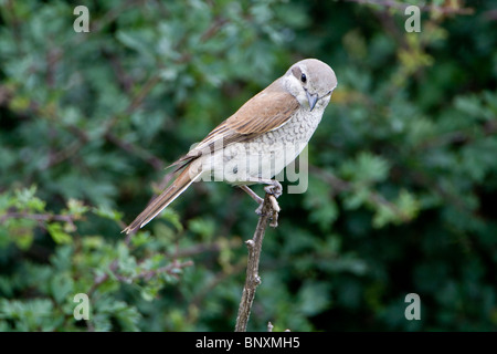 Weibliche rote unterstützt Würger (Lanius Collurio) hocken Stockfoto