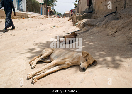 Haushunde ausruhen im Schatten auf der Straße, Gambia Stockfoto