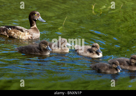 Reiherenten, Tafelenten, Aythya Fuligula in den Teich. Stockfoto