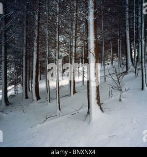 Schnee in einer Kiefernplantage in der Nähe von Wrington, Somerset, England. Stockfoto