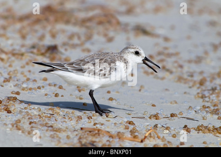 Ein Erwachsener Winterkleid Eiern Sanderling ernähren sich von Fischen an der Küste entlang Stockfoto