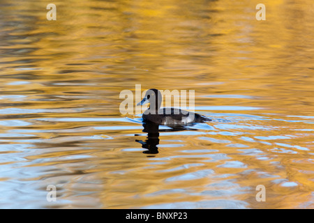 Reiherenten, Tafelenten, Aythya Fuligula in den Teich. Stockfoto