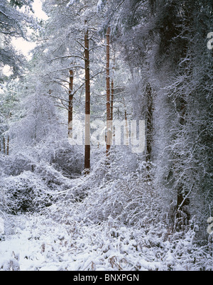 Schnee in den Wäldern bei Wrington Warren bei Wrington, Somerset, England. Stockfoto