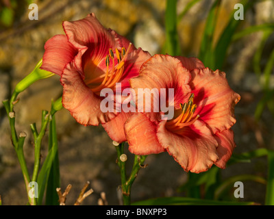 Nahaufnahme Bild von Taglilien im Garten am Drulon Stockfoto