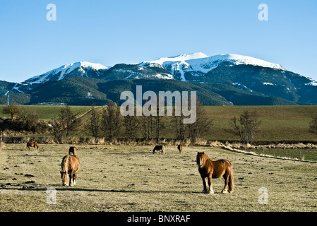 Pferde grasen auf der Weide, Cerdanya, Spanien Stockfoto