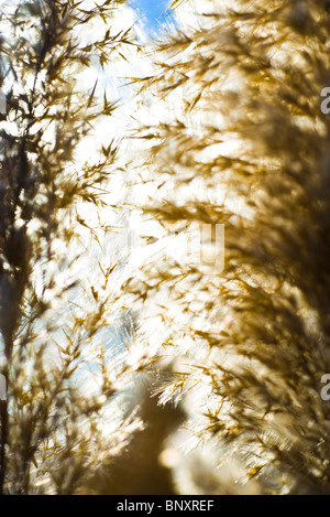 Seedheads der getrockneten Blätter Hintergrundbeleuchtung durch helle Herbstsonne Stockfoto