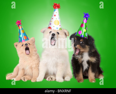 Gesang-Welpen feiern Geburtstag Stockfoto