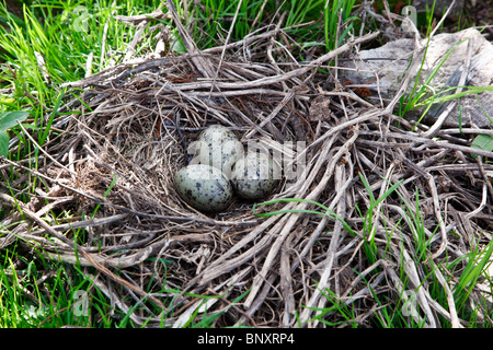 Das Nest der gemeinsamen Möwe (Larus Canus) in freier Wildbahn. Stockfoto