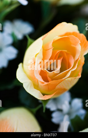 Seidenblume, close-up Stockfoto