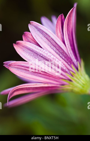 Blume, Nahaufnahme Stockfoto