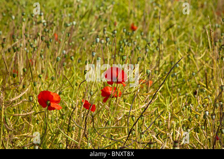 Leuchtend rote Mohnblumen und Mohnköpfen wachsen wild in einem üppigen grünen Feld. Stockfoto