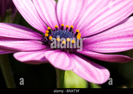 Marguerite closeup Stockfoto