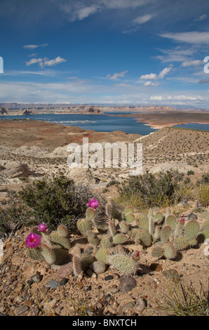 Beavertail Kaktus Opuntia Basilaris in Blüte mit Lake Powell hinter in der Nähe von Page in Arizona USA an einem sonnigen Sommertag Stockfoto