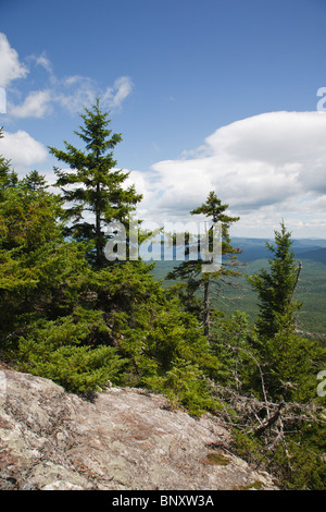 Caribou - gesprenkelten Bergwildnis - White Mountain National Forest in Maine, USA Stockfoto