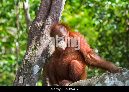 Verwaiste Klettern in einem Baum am Naturschutzgebiet Rasa Ria, Kota Kinabalu, Sabah, Malaysia Borneo Orang-Utan Stockfoto