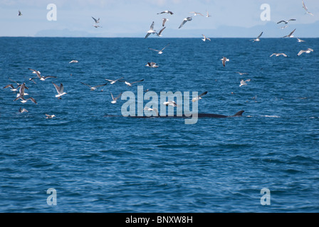 Nördlichen Minke Whale (Balaenoptera Acutorostrata) Faxafloi Bay, Reykjavik, Island Stockfoto