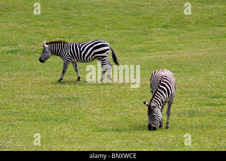 Zwei Zebras in einem Feld. Einer von ihnen Essen Rasen, die anderen zu Fuß Stockfoto