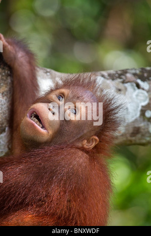 Verwaiste Baby Orang-Utan im Rasa Ria Nature Reserve, Kota Kinabalu, Sabah, Malaysia Borneo Stockfoto