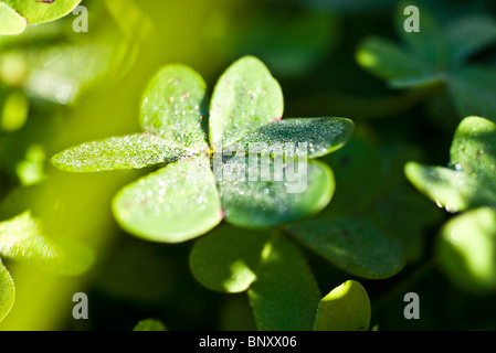 Tau auf Kleeblatt Stockfoto