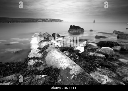 Blick auf Old Harry Rocks in Swanage Bucht von Peverell Punkt, Dorset, Großbritannien Stockfoto