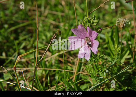 Malva Moschata (Moschusmalve) Stockfoto