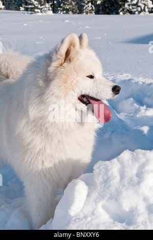Samoyed Hund, Bjelkier, im Schnee Stockfoto