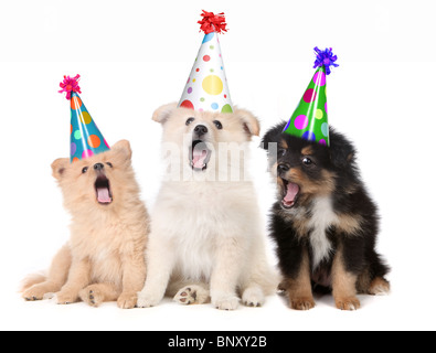 Humorvolle Welpen singen Happy Birthday Song tragen alberne Hüte Stockfoto