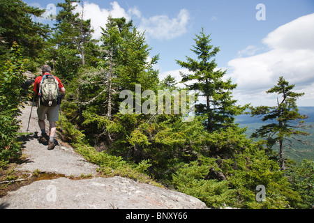 Caribou - gesprenkelten Bergwildnis - White Mountain National Forest in Maine, USA Stockfoto