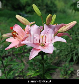 Ein Makro Nahaufnahme einer schönen rosa Lilie in der Sonne Stockfoto