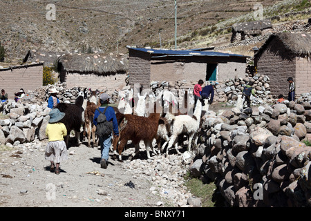 Kinder hüten Lamas (Lama Glama) in Gemeinschaft oder Ayllu in der Nähe von Macha, Nordregion Potosi, Bolivien Stockfoto