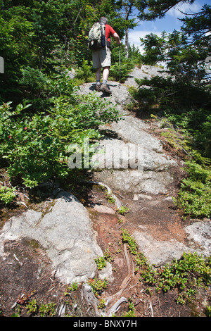 Caribou - gesprenkelten Bergwildnis - White Mountain National Forest in Maine, USA Stockfoto