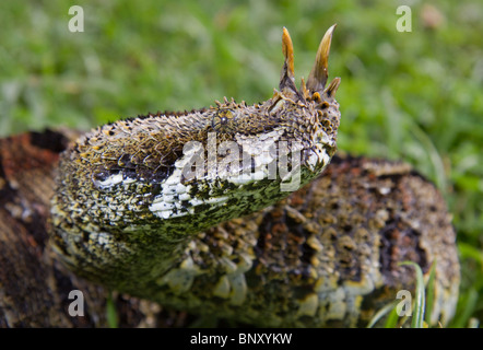 Nashornviper (Bitis nasicornis), Porträt, Westkenia. Stockfoto