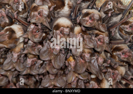 Eine Kolonie der großohrigen Seefledermäuse (Otomops harrisoni) des Harrisons in der Höhle im Zentrum Kenias Stockfoto