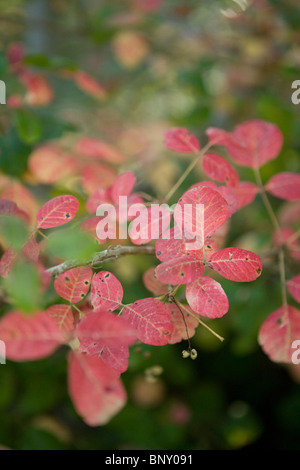 Poison Oak im Herbst Stockfoto