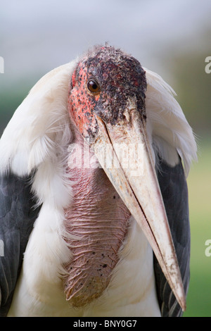 Marabou Stork (Leptoptilos crumeniferus) Porträt, Zentralkenia. Stockfoto