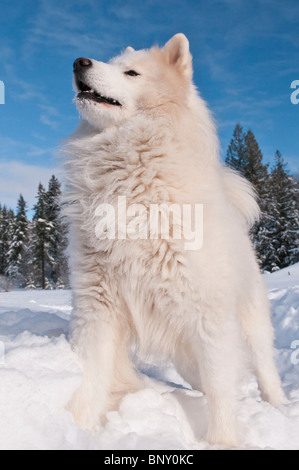 Samoyed Hund, Bjelkier, im Schnee Stockfoto
