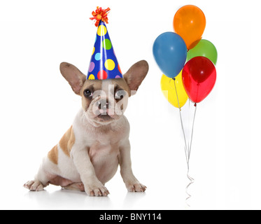 Gesang-Welpen feiern Geburtstag Stockfoto