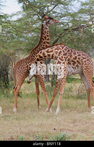 Masai Giraffen spielen Kampf, Zentralkenia. Stockfoto