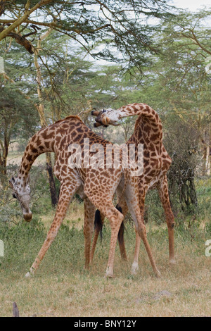 Masai Giraffen spielen Kampf, Zentralkenia. Stockfoto