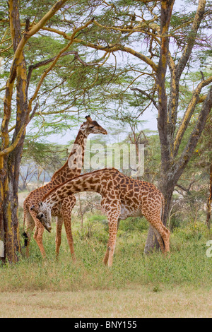 Masai Giraffen spielen Kampf, Zentralkenia. Stockfoto