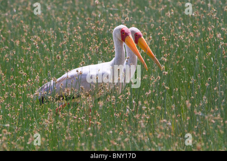 Gelbschnabelstörche (Mycteria ibis), Zentralkenia Stockfoto