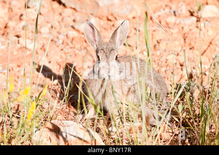 Östlichen Cottontail, Sylvilagus Floridanus, Custer State Park, South Dakota, USA Stockfoto