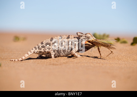 Namaqua Chamäleon, Chamaeleo Namaquensis, Essen Grashüpfer, Namib-Wüste, Namibia, Afrika Stockfoto